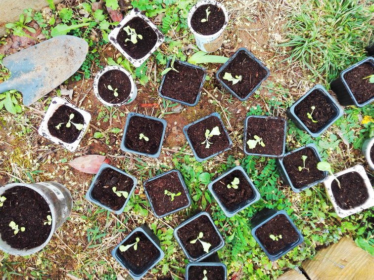Plantation sur le jardin partagé de Rovaltain.