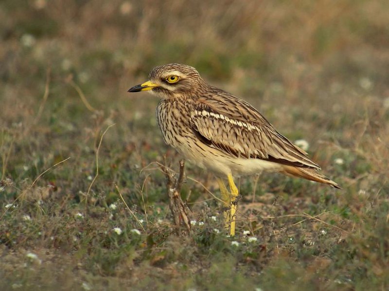 oedicneme_criard_frank_vassen biodiversité.jpg